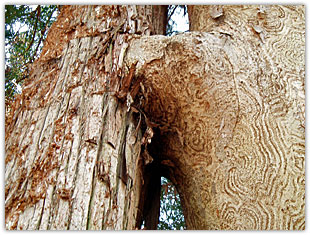 応桑神社の異種合体木